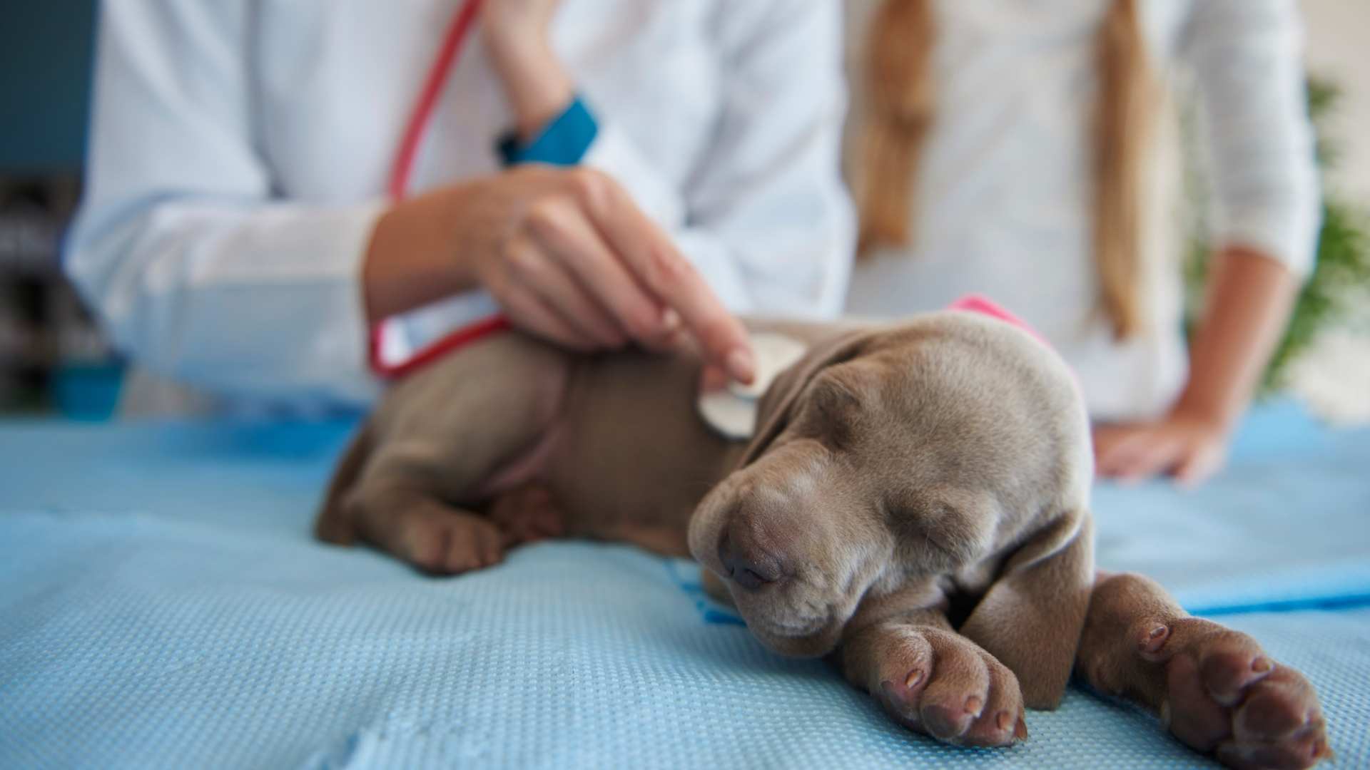 cachorro enfermo en el veterinario